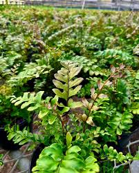 Image result for Didymochlaena