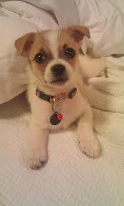 Jack Russell Terrier Mix Black And Brown Jack Russell Chihuahua Mix So Cute Chihuahua Terrier Jack Russell Cute Puppies