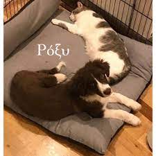 The little dog, now named simon, came into the kc pet project, an animal shelter based in kansas city, in the us state of missouri, earlier this week. Zvjf16ua4kjyrm