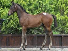 セレクトセール2018 キタサンブラック全弟 シュガーハートの2018をdmm Comが1億2500万円で落札 競馬ニュース Netkeiba Com