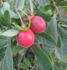 Image result for Diospyros zombensis