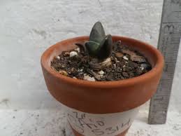 Image result for Pterodiscus aurantiacus