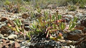 Image result for Hereroa glenensis