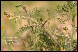 Image result for Carrichtera annua