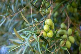 Very popular in the american west as they grow fast and are hearty enough for the extreme soil olives are a tropical warm weather fruit. Olive Trees Buying Growing Guide Trees Com