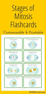 Stages Of Mitosis Flashcards Biology Classroom Biology Lessons Teaching Biology