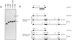 Image result for White 1998 AAV