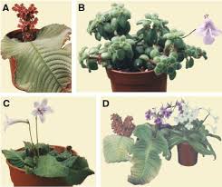 Image result for Streptocarpus hirticapsa
