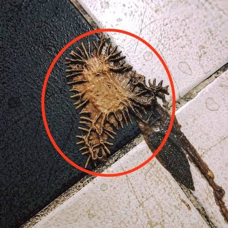 What is this mysterious bronze creature object?