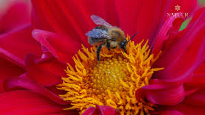 Image result for Vernonia kirungae