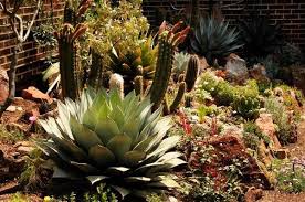 Look for a fertilizer higher in phosphorus than nitrogen. 2 Cactus Gardens Thrive With And Without Tending The Denver Post
