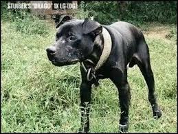 Black American Pit Bull Terrier Puppies Pin On American Pit Bull Terrier Apbt Game Dog Working Pitbull Conditioned Apbt Pitbull Bull Dogs Pitbull Dog Red Nose Adba
