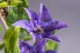 Konigskind clematis rosa konigskind clematis hybrid proven winners clematis königskind viridis Waldrebe Konigskind Clematis Konigskind Gunstig Online Kaufen