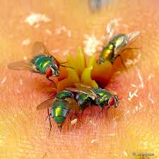 Image result for Gerardiina angolensis