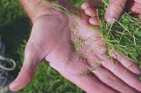 Image result for Paspalum