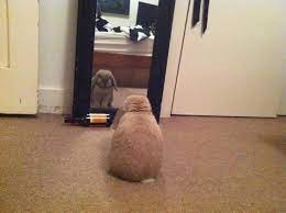 Only a handful of species have passed the mirror test. My Rabbit Does This Every Day Not Sure What He S Thinking About Aww