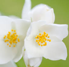 Image result for Jasminum grandiflorum