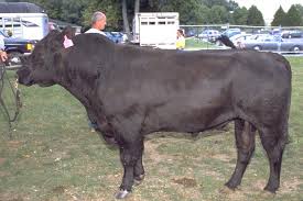 We did not find results for: Angus Cattle Wikipedia