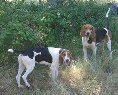 Orange county dog pound 💋should i let my puppy sleep on my lap? 130 Best Treeing Walker Coonhound Ideas Treeing Walker Coonhound Coonhound Walker Coonhound