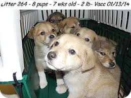 Golden retriever in dogs & puppies for sale. Chicago Il Golden Retriever Meet Golden Shepherd Pups Adopted A Pet For Adoption