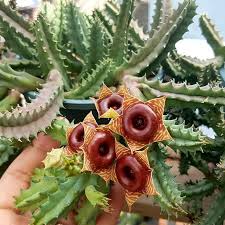 Image result for Huernia zebrina