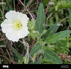 Image result for Monsonia glauca