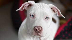 White Pitbulls Genetics Pictures Puppy Prices More