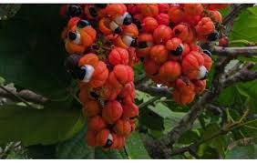 Image result for Paullinia