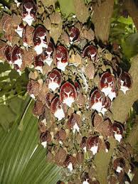 Image result for Aristolochia albida