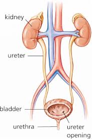 Resultado de imagen de excretory system labeled for kids