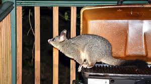 How do possums get into your house? How To Get Rid Of Possums Make Them Leave In A Natural Way