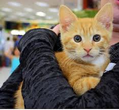 Brett A Reed Domestic Medium Hair Cat Redmond Wa Medium Hair Styles Pets Hair Sale