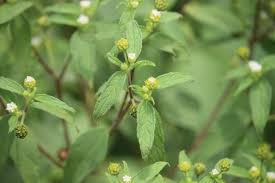 Image result for Blainvillea acmella