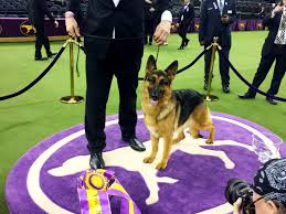 The 2017 westminster dog show begins saturday, feb. Westminster Dog Show On Twitter Rumor Is A Natural Wkcdogshow