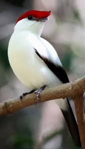 Grey Bird With Red Mohawk Love The Red Mohawk The Critically Endangered Araripe Manakin One Of The Rarest Birds Of Brazil Birds Rare Birds Beautiful Birds