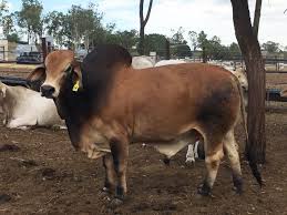 But descendant of cattle from india color: Brahman Bulls Buy Brahman Bulls In Gauteng South Africa From San Pro Company Ltd