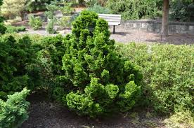 Image result for Chrysocoma obtusata