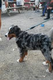 We did not find results for: Bernese Mountain Dog Australian Shepherd Mix Petfinder