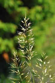 Image result for Trisetopsis milanjianum