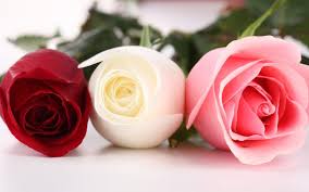 Create great digital art on your favorite topics from celebrities to. Red And Pink Roses Wallpapers Pics Wallpaper Cave