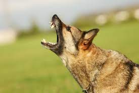 It might additionally be that it's in your german shepherd's nature to be a lot more dominating. Do German Shepherds Bark A Lot German Shepherd Dog Hq
