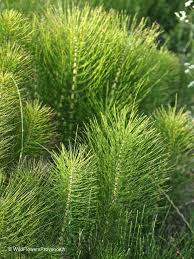 Image result for Equisetum