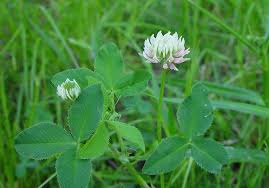 Image result for Trifolium simense