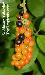 Image result for Citharexylum