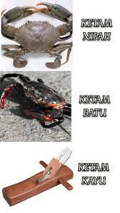 Secara umum pembagian seni dibedakan berdasarkan indra penserapannya, yaitu. Mari Kita Mengenal Jenis Jenis Ketam 9gag