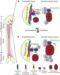 Flat bones, like those of the cranium, consist. Illustration Of Endosteal Zone And Central Marrow Zone A The Endosteal Download Scientific Diagram