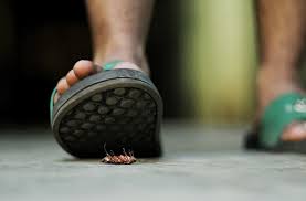 Following guidance from the centers for disease control and prevention (cdc), we've increased the frequency of cleaning and general hygiene maintenance in stores and other locations. Why Use A Professional Pest Control Company Lovebug Pest Control