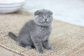 Scottish fold russian blue mix. Scottish Fold Kitten Care Pacific Nw Folds