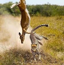 Probably One Of The Most Dramatic Shots I Ve Seen In 2020 Animals Beautiful Amazing Animal Pictures African Wildlife