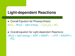 Chloroplasts are the machinery for photosynthesis. Photosynthesis And Cellular Respiration Ppt Download